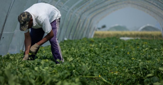 Dall’insalata in busta agli allevamenti: dossier e podcast sul caporalato al Nord. “Il costo del lavoro è il più sacrificabile di tutta la filiera”