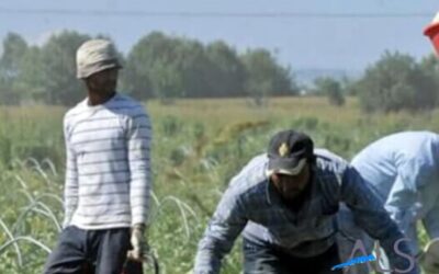 Contratti fittizi, coop fatte fallire e alloggi fantasma: come vengono sfruttati i migranti nell’agricoltura in Sicilia